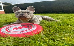 French Bulldog dogs for stud: Buster  - Image 5