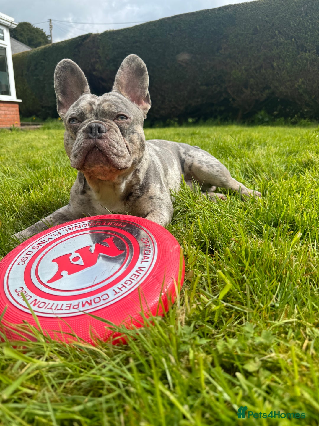 French Bulldog dogs for stud: Buster  - Image 5