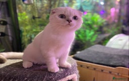 Munchkin cats for sale: Full Pedigree Munchkin kittens - Image 23