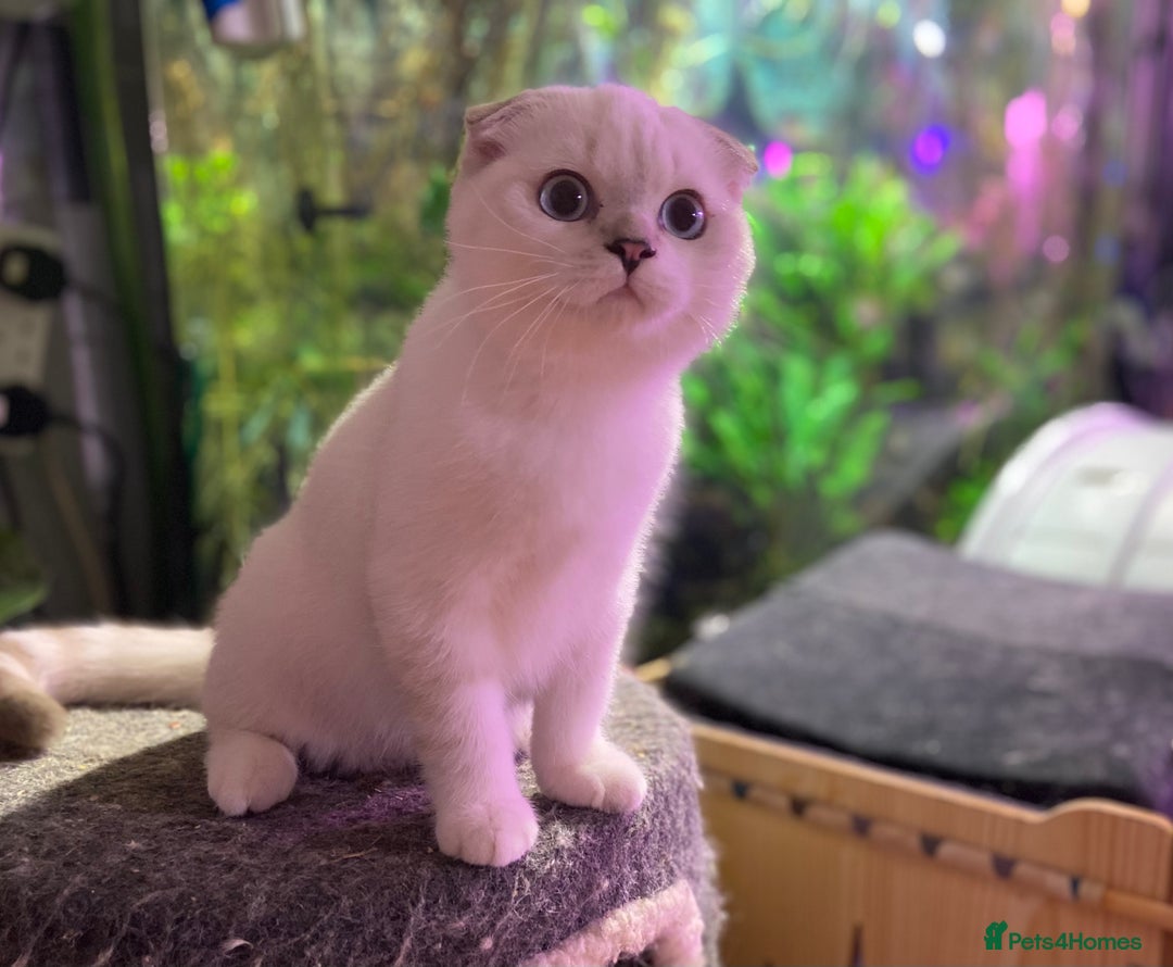 Munchkin cats for sale: Full Pedigree Munchkin kittens - Image 23