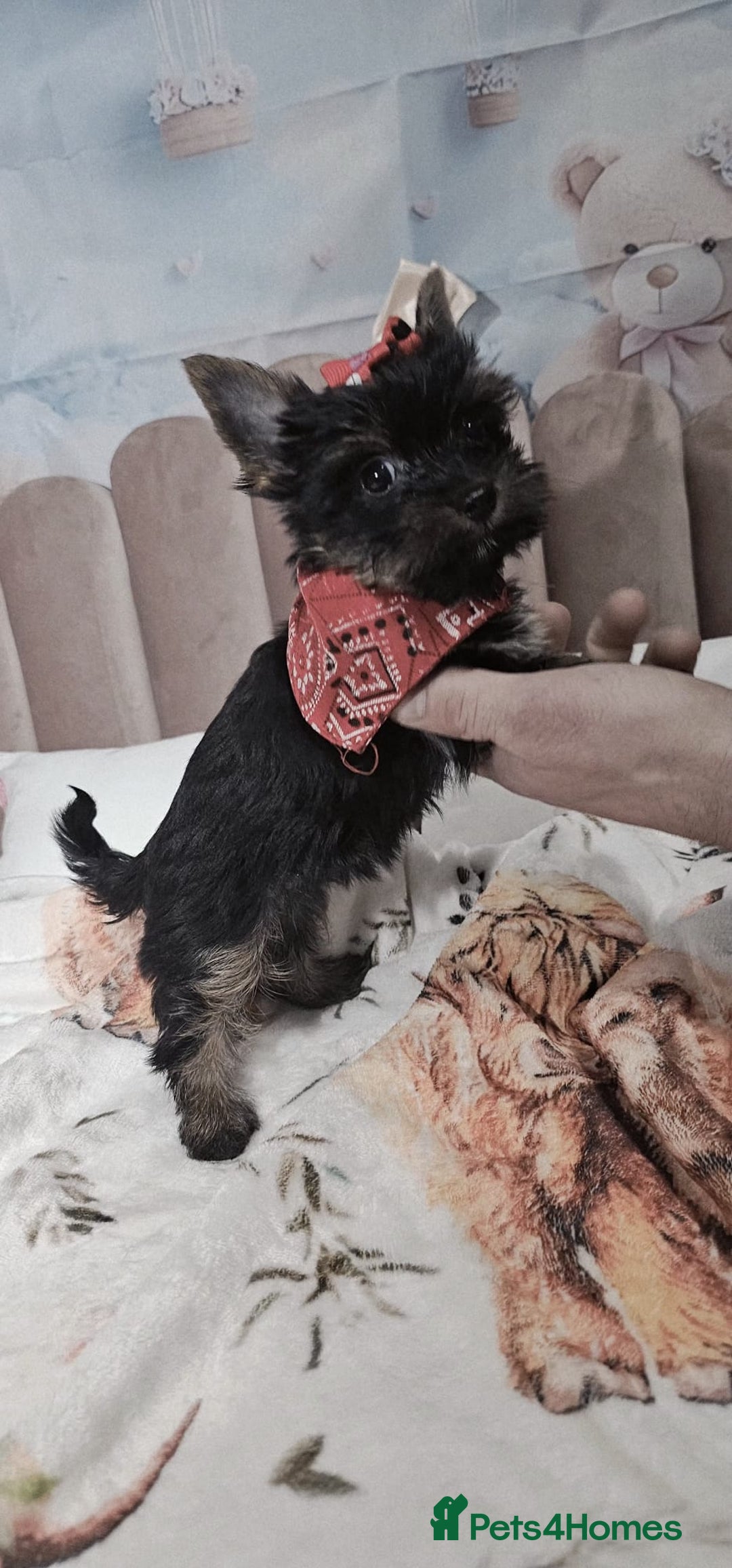 Yorkshire Terrier dogs for sale: Tiny miniature Yorkshire terriers - Advert 4