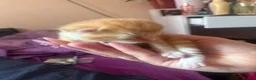 Mixed Breed cats for sale: 2 beautiful kittens female 1 female Calico big sis in Gillingham - Advert 5