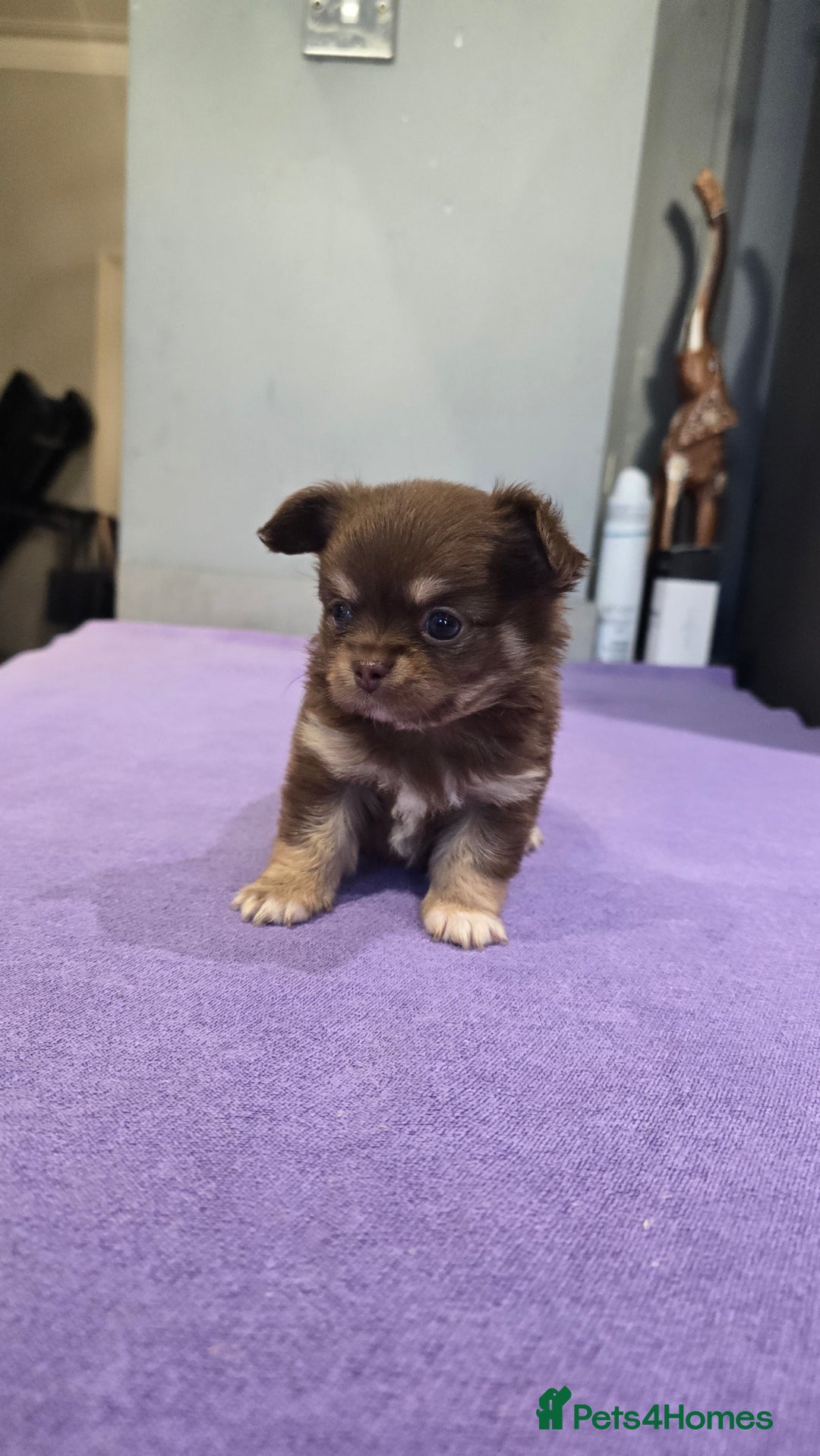 Chihuahua dogs for sale: Chihuahua puppies Russian ancestry with perfect bo - Advert 14