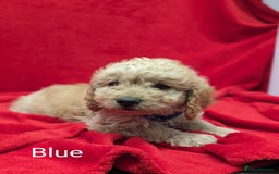 Sproodle dogs for sale: Beautiful F1b Sproodle Pups, 4 Boys & 4 Girls - Image 3