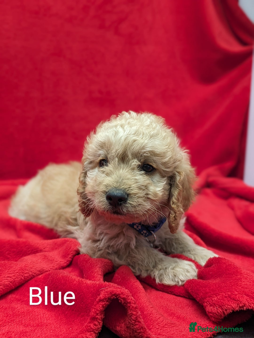 Sproodle dogs for sale: Beautiful F1b Sproodle Pups, 4 Boys & 4 Girls - Image 3