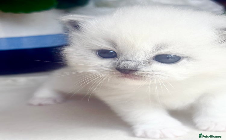 Ragdoll cats - Advert 1