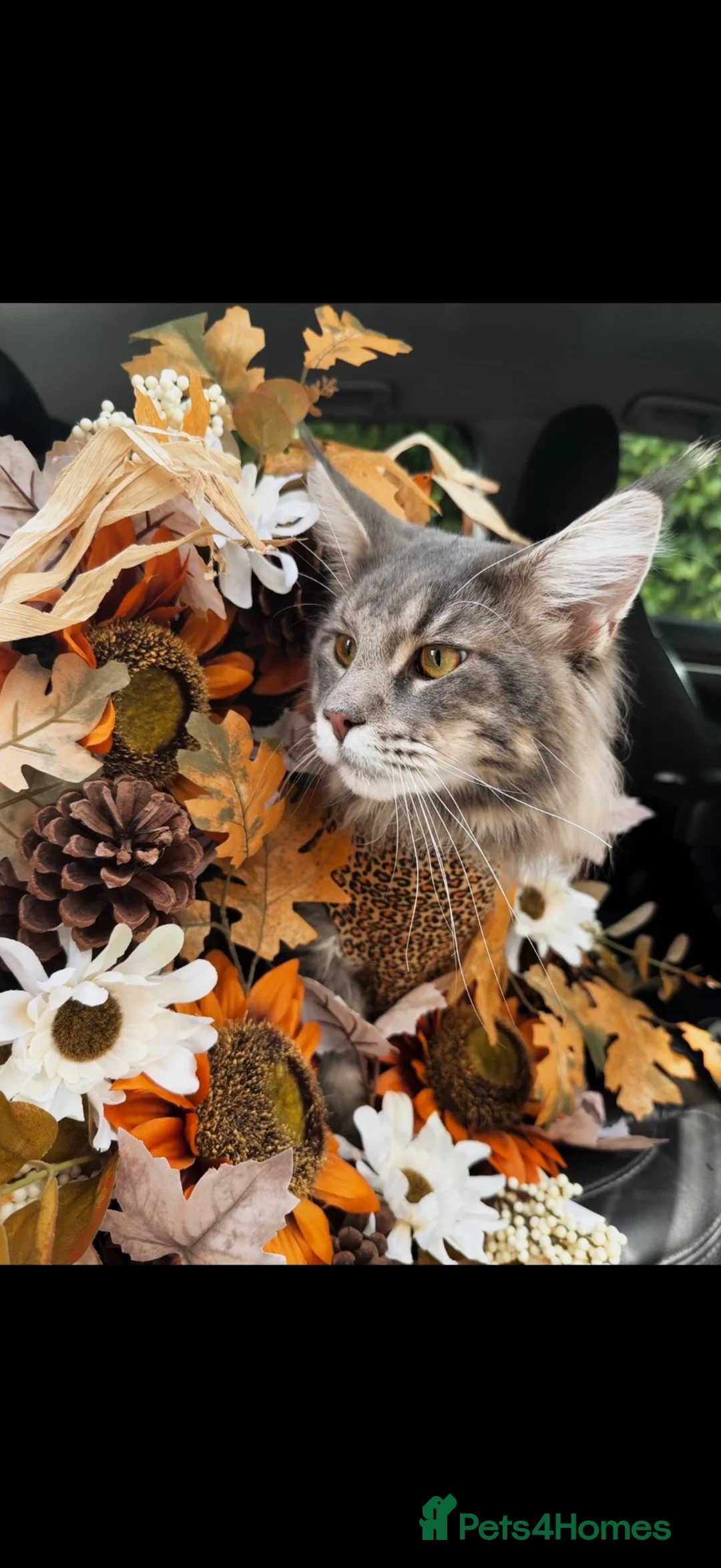 Maine Coon cats for sale: 1 year old male Maine coon in Doncaster - Advert 1