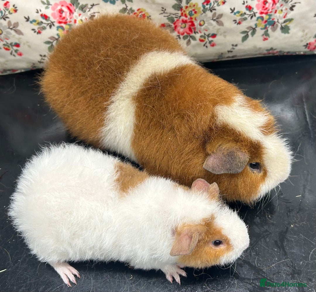 Guinea Pig rodents for sale: Gorgeous Pair of Teddy Boars  - Advert 5
