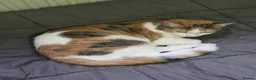 Mixed Breed cats for sale: 2, 7 month domestic short hairs - Advert 2