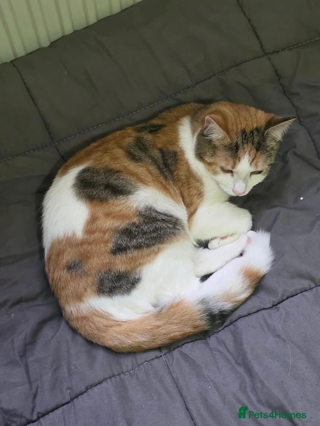Mixed Breed cats for sale: 2, 7 month domestic short hairs - Advert 2