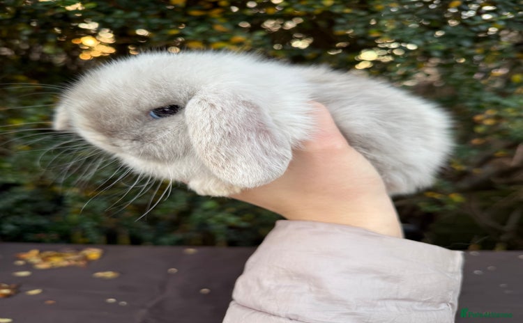 Mini Lop rabbits Beautiful mini lop rabbits  - Advert 3