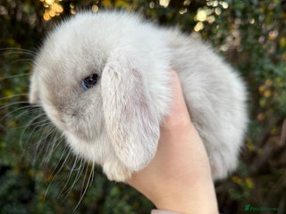 Mini Lop rabbits Beautiful mini lop rabbits - Advert 2