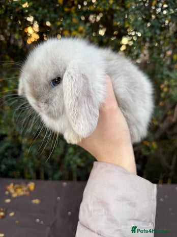 Mini Lop rabbits Beautiful mini lop rabbits - Advert 2
