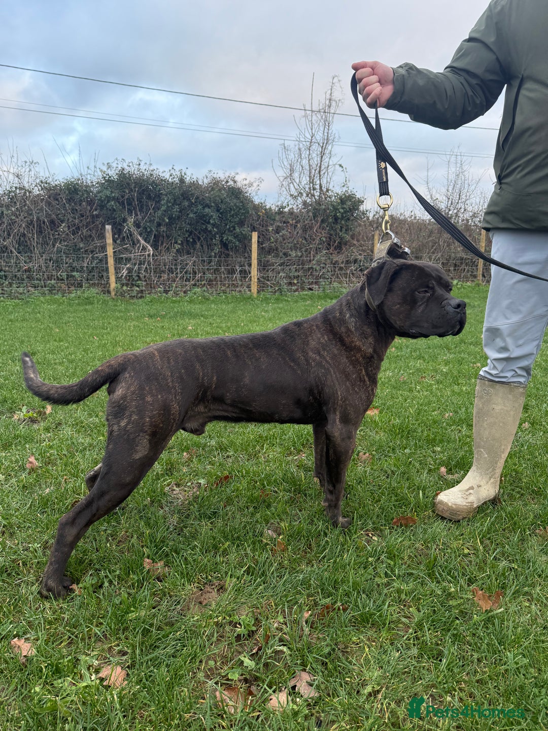 Cane Corso dogs for sale: Italian Working Cane Corso - Advert 1