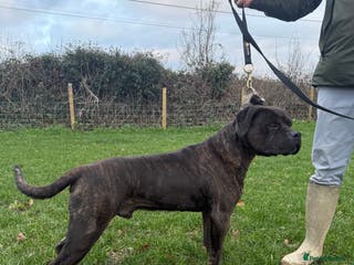 Cane Corso dogs Italian Working Cane Corso - Advert 3