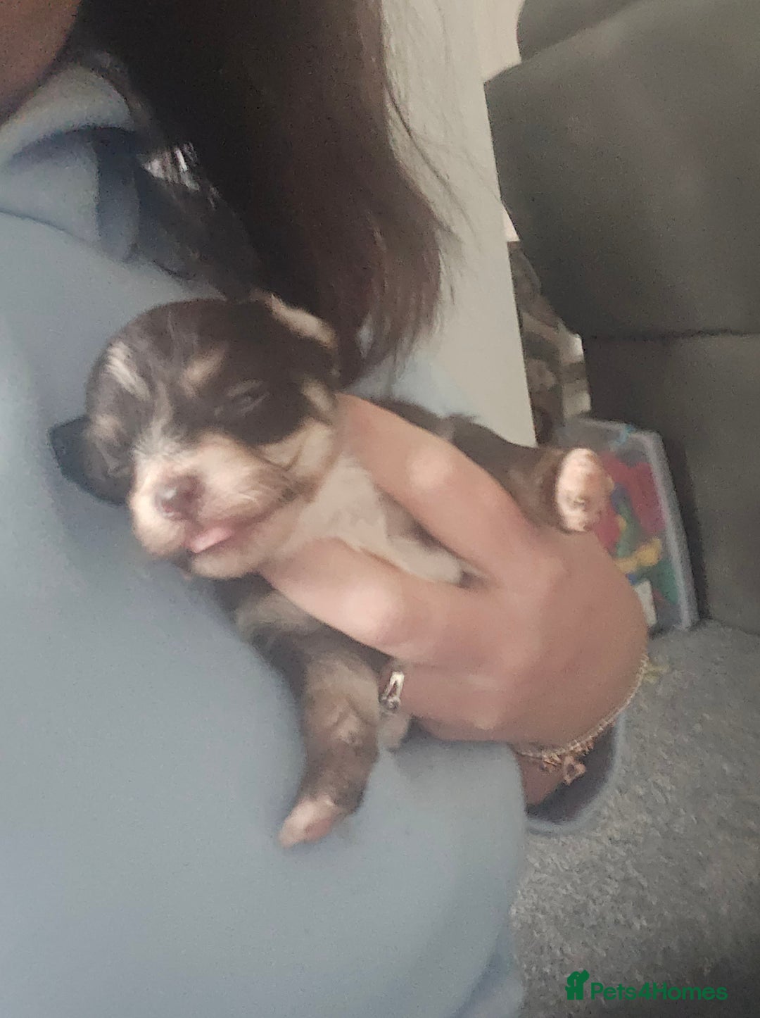 Mixed Breed dogs for sale: Mixed breed male pups - Image 7