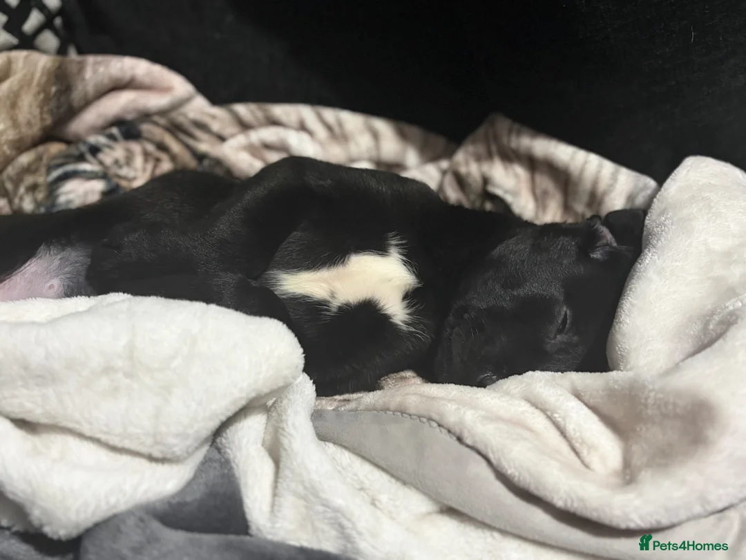 Mixed Breed dogs for sale: Labrador cross  in Rotherham - Advert 2