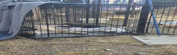 Mixed Breed dogs for sale: Lovely Pups for sale in Marlborough - Advert 5