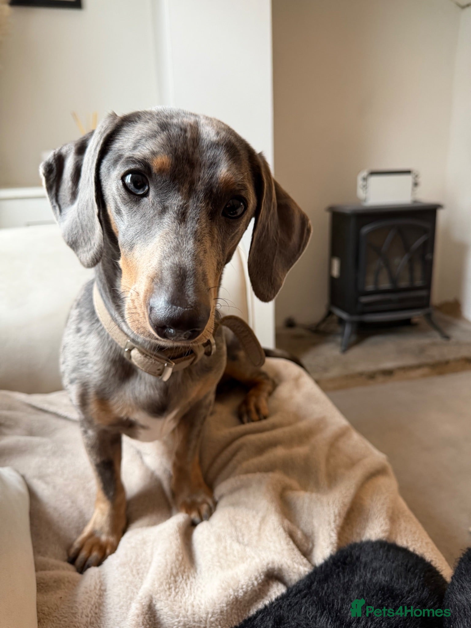 Dachshund dogs Merle Dachshund - Advert 2