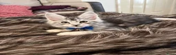 Maine Coon cats for sale: STUNNING SILVER MAINE COON KITTEN FOR SALE 🐾 - Advert 9