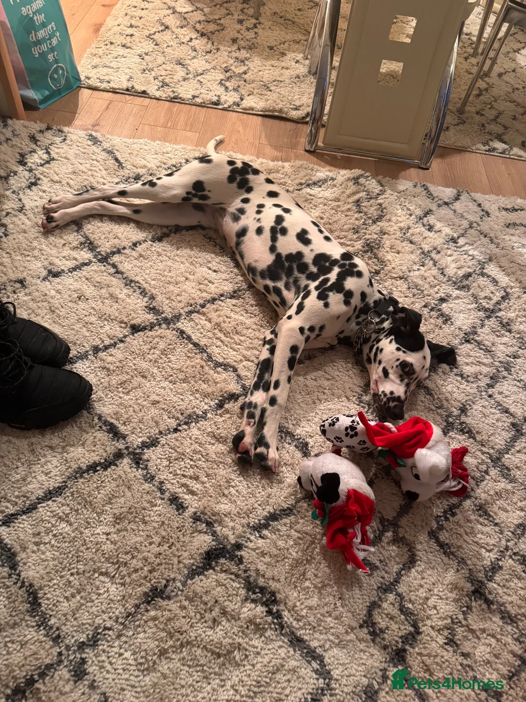 Dalmatian dogs for sale: Dalmation girl  in Banff - Advert 1