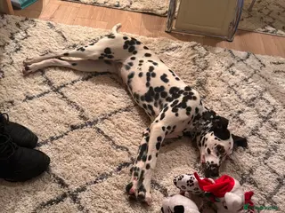 Dalmatian dogs Dalmation girl - Advert 12