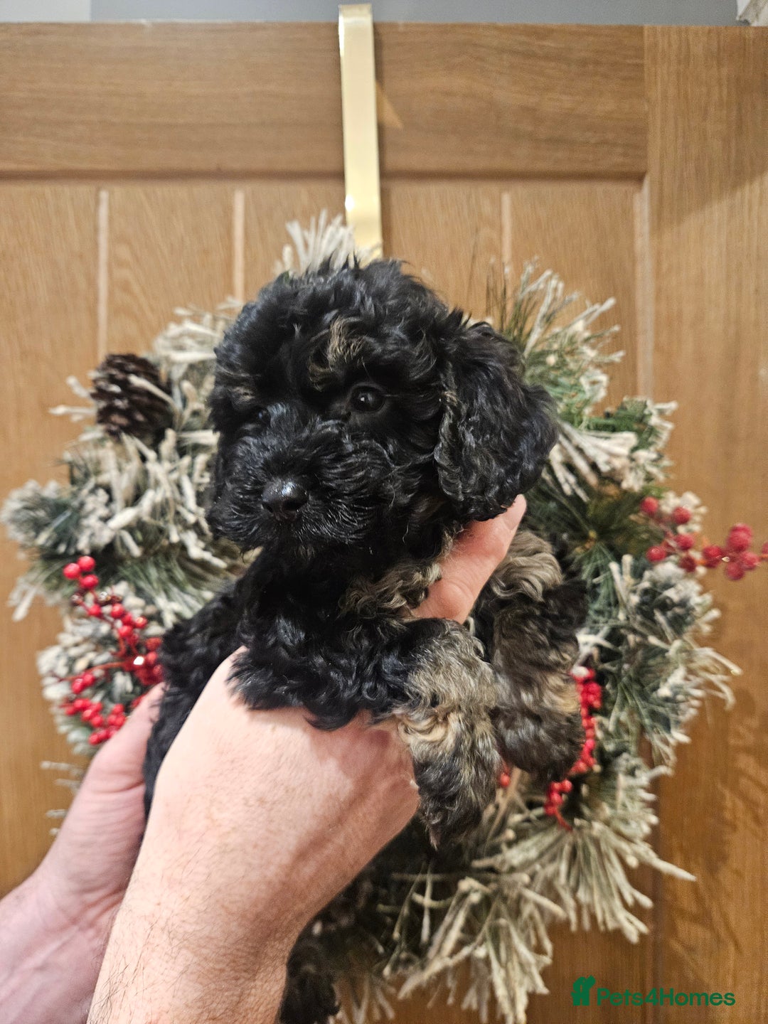 Cockapoo dogs for sale: Cockapoo puppies - Advert 3