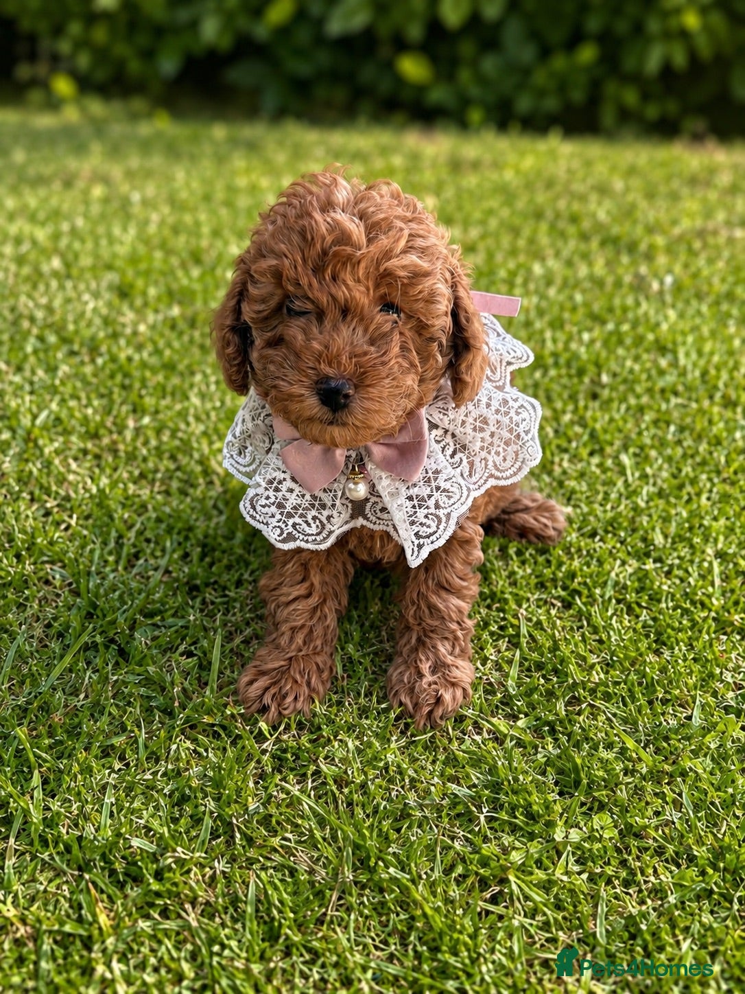 Toy Poodle dogs 3 lovely Toy Poodles  - Advert 1