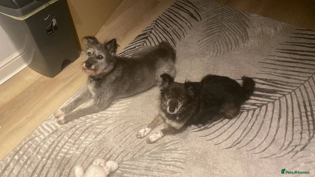 Mixed Breed dogs for adoption: Meet Gizmo, currently residing in Lancashire  - Advert 3