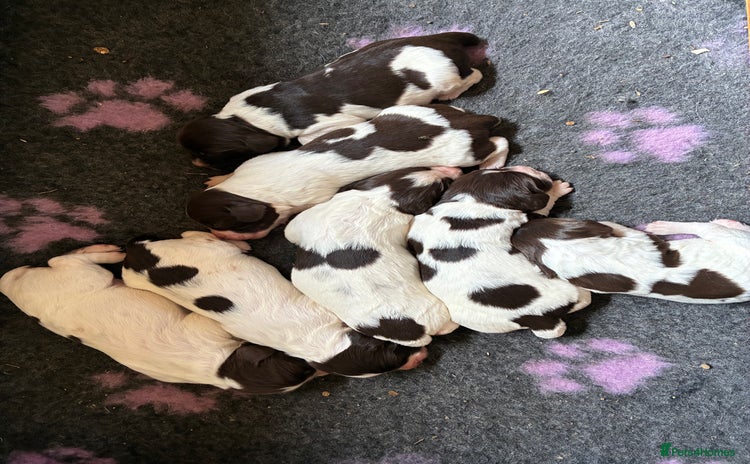 English Springer Spaniel dogs - Advert 4