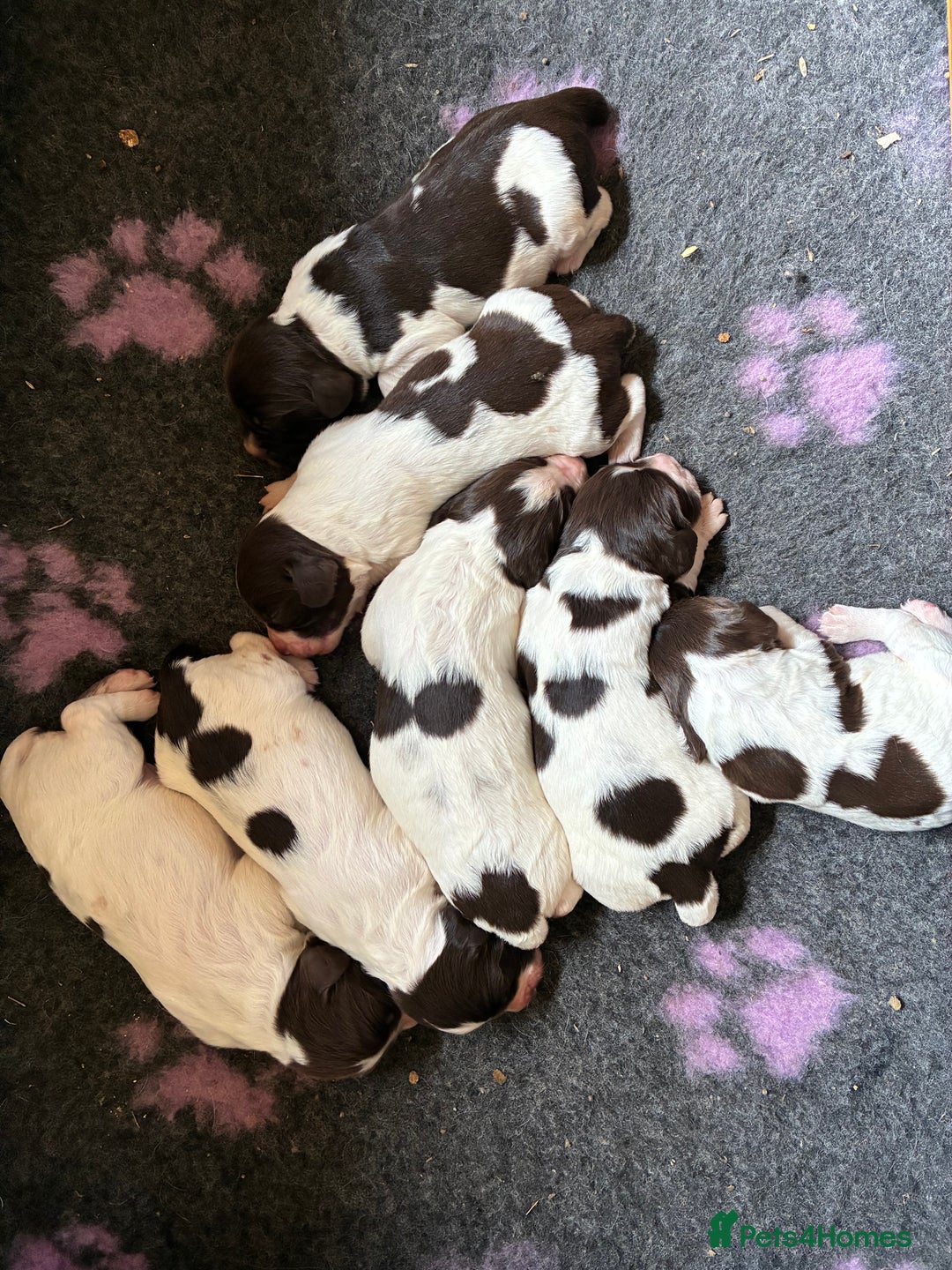 English Springer Spaniel dogs for sale: Springer Spaniel Puppies - Image 1