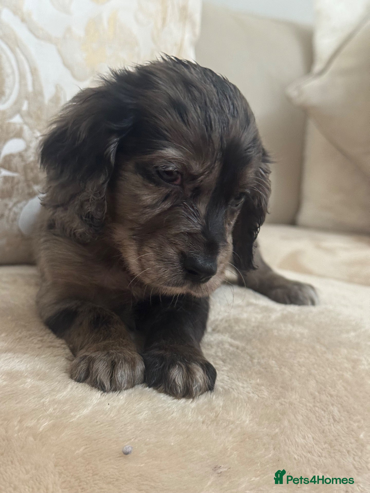 Cocker Spaniel dogs Working cocker spaniel puppies - Advert 1