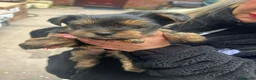 Yorkshire Terrier dogs for sale: Mini Yorkshire Terrier - Advert 3