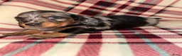 Dachshund dogs for sale: Quality Dachunds - Advert 7