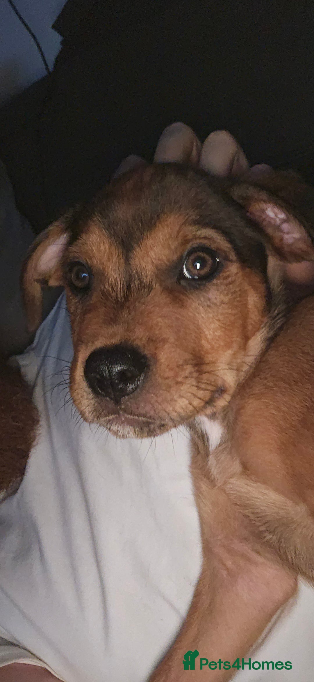 Mixed Breed dogs for sale: Rottweiler  x Staffordshire bull terrior - Image 3