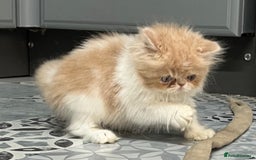 Ragdoll cats for sale: Stunning Ragdoll x Persian kittens.  - Image 1