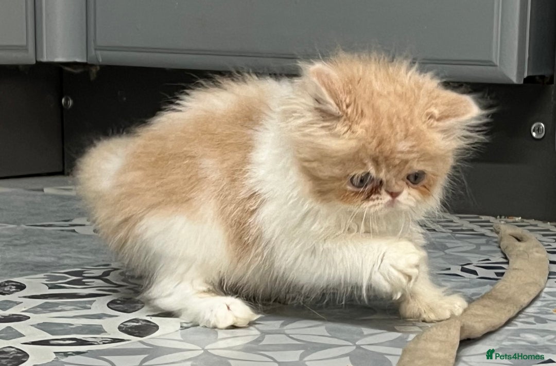 Ragdoll cats for sale: Stunning Ragdoll x Persian kittens.  - Image 1