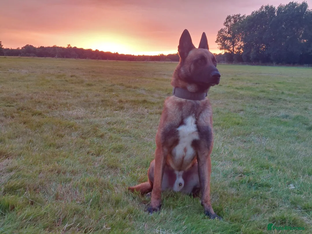 Belgian Shepherd Dog dogs for stud: Samson - Advert 7