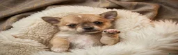 Chihuahua dogs for sale: 🌟 Exceptional Smooth-Coat Chihuahua Girls  - Advert 6