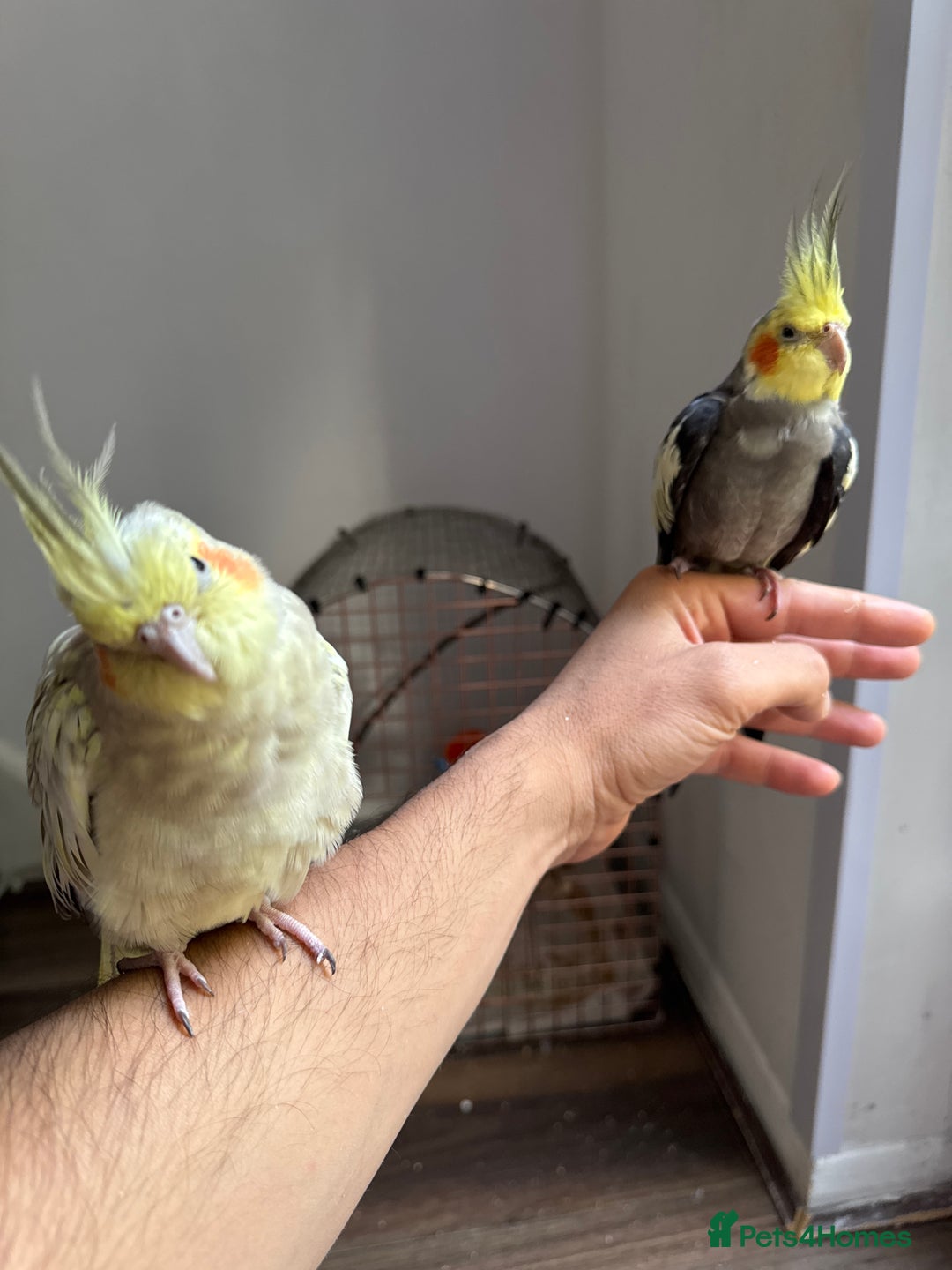 Cockatiels birds for sale: Beautiful Pair of Cockatiels – Healthy & Friendly - Image 6