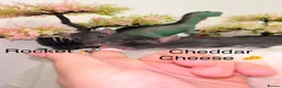 Rat rodents for sale: Beautiful baby rats  - Advert 11