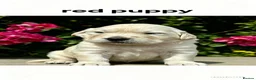 Golden Retriever dogs for sale: ⭐️ health tested golden retrievers ⭐️ - Advert 4