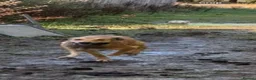Lurcher dogs for sale: Saluki bull greyhound  - Advert 2