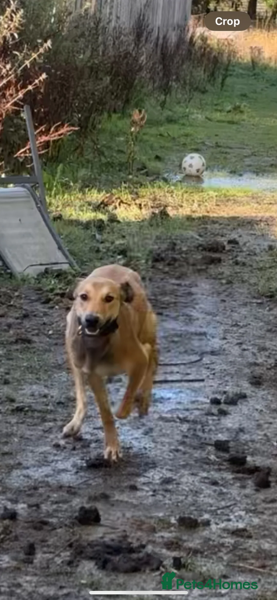 Lurcher dogs for sale: Saluki bull greyhound  - Advert 2