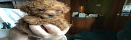 Toy Poodle dogs for stud: High health status red toy poodle. KC.reg in Carlisle - Advert 5