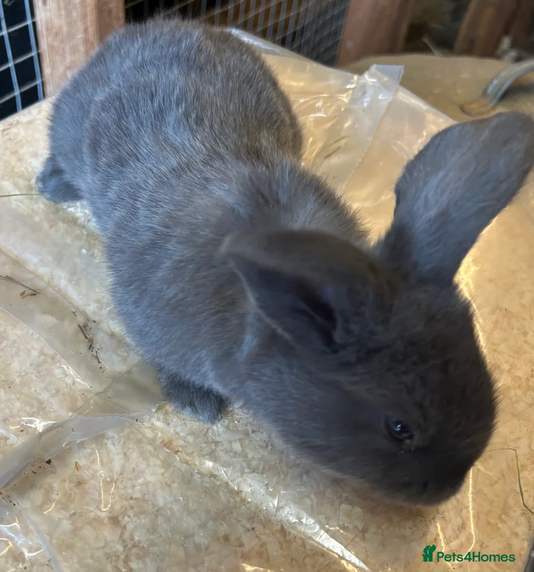 Continental Giant rabbits for sale: WE HAVE THE WORLD BIGGEST BUNNIES  - Advert 6