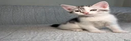 Maine Coon cats for sale: STUNNING MAINE COON KITTENS - Advert 4