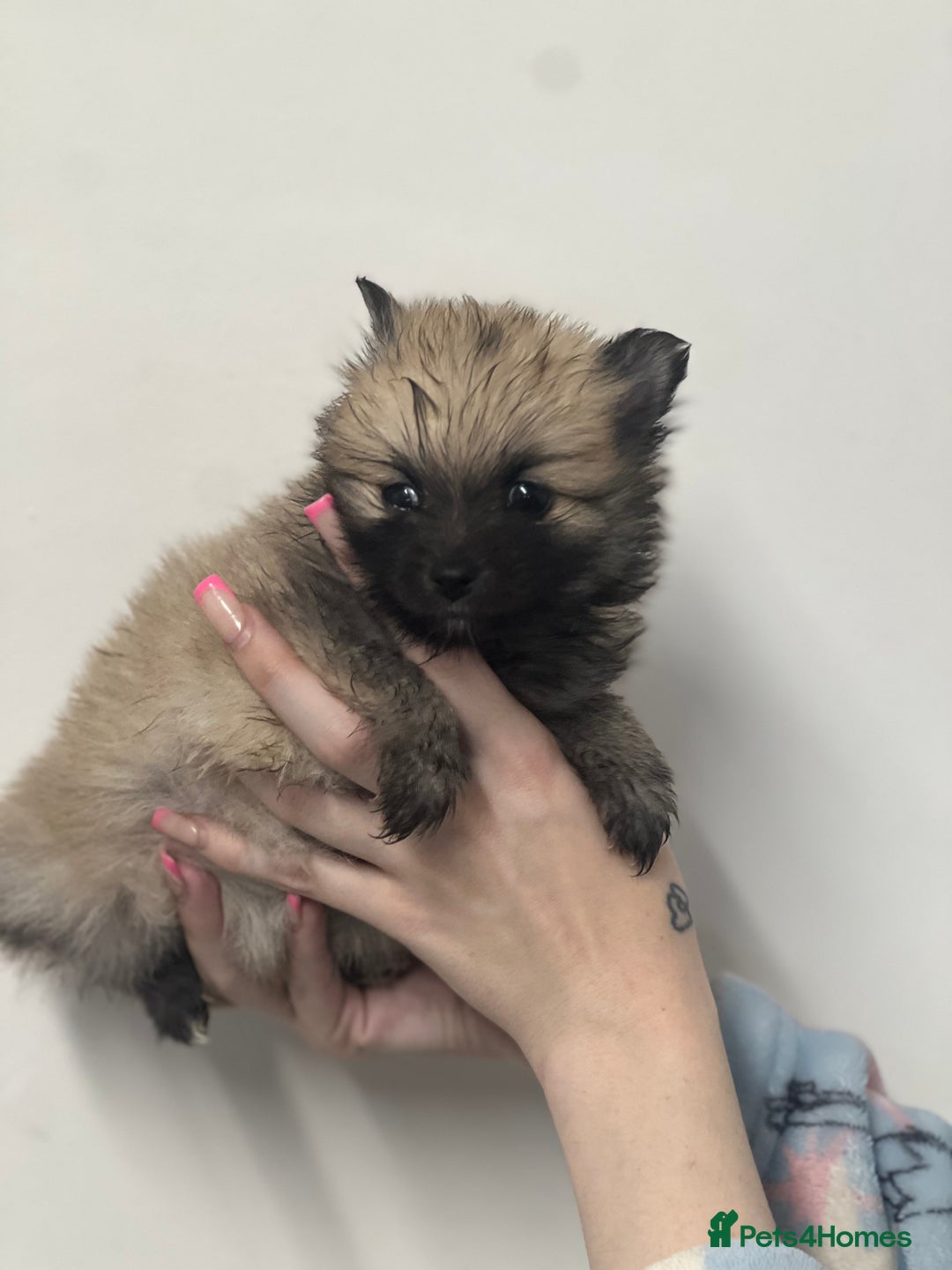 Pomeranian dogs for sale: LAST GIRL READY NOW Pomeranian puppies - Advert 26