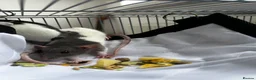 Rat rodents for sale: Pair of female rats  - Advert 3