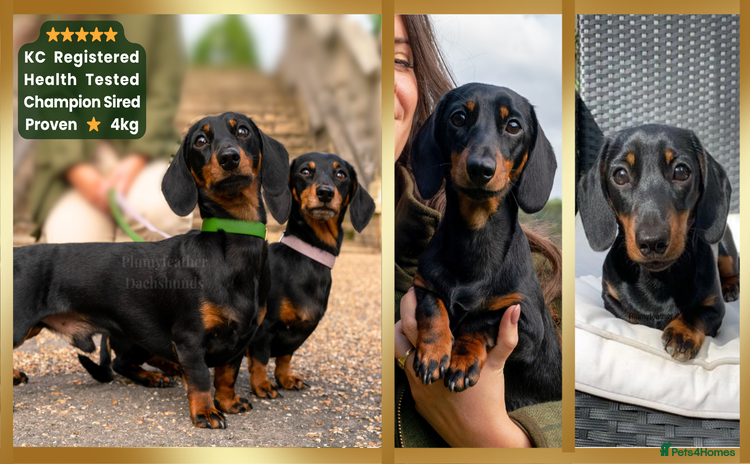 Dachshund dogs Champion Sired Miniature Dachshund 4kg STUD in Tunbridge Wells - Advert 3